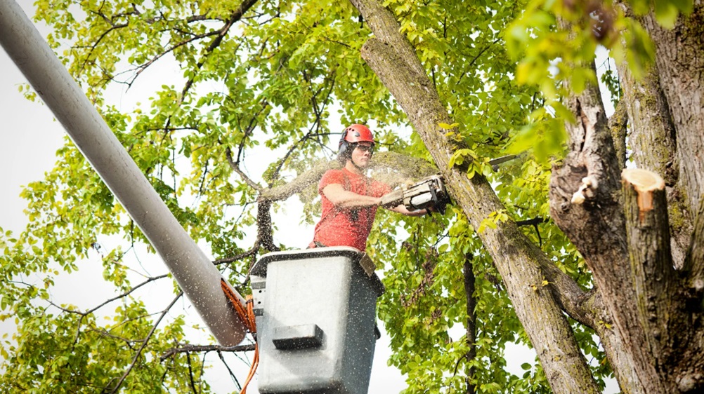 Tree Service Professional