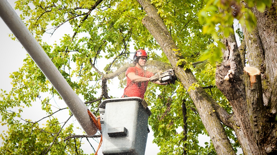 Professional Tree Trimming